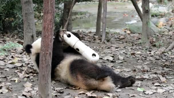 Little Panda Está Brincando Com Enriquecimento Para Obter Guloseimas Dentro — Vídeo de Stock