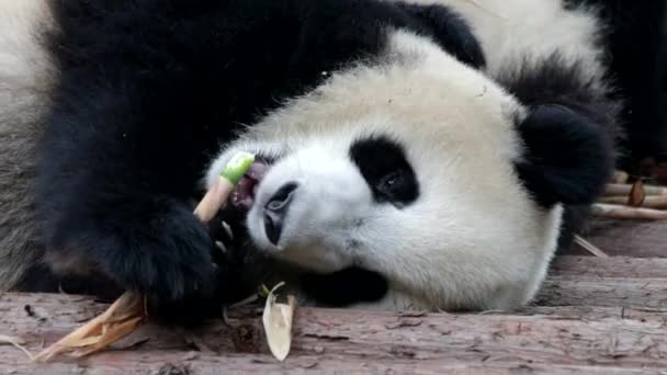 Close Preguiçoso Panda Comer Broto Bambu Chengdu Panda Base China — Vídeo de Stock