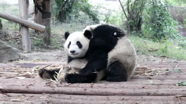 Dois Pandas Bonitos Pequenos Campo Jogos Base Panda Chengdu China — Vídeo de Stock