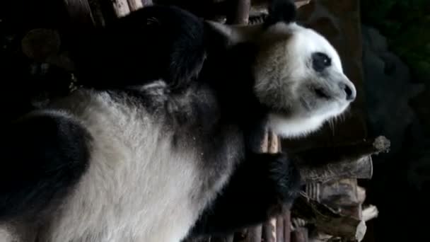 Itchy Scratchy Panda Panda Reibt Sein Fell Auf Dem Holz — Stockvideo