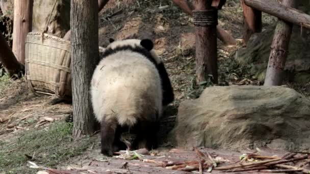 Två Söta Små Pandor Lekplatsen Chengdu Panda Base Kina — Stockvideo