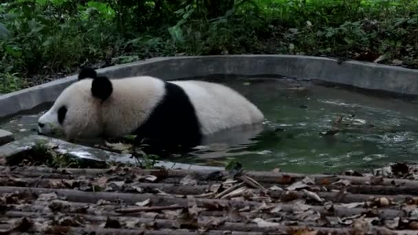 Fluffy Panda Pond Chengdu Panda Base Kina — Stockvideo