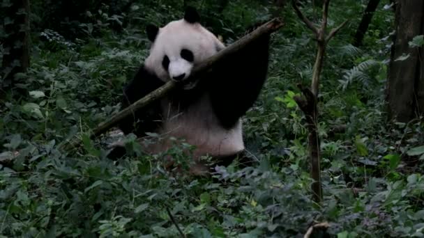 Detailní Záběr Panda Jíst Bambus Chengdu Panda Base — Stock video