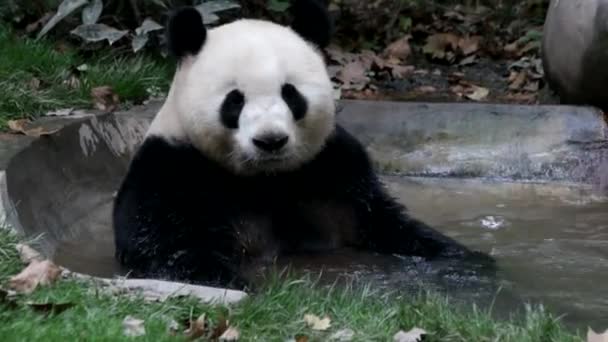 Yumuşak Panda Gölde Oynuyor Chengdu Panda Üssü Çin — Stok video