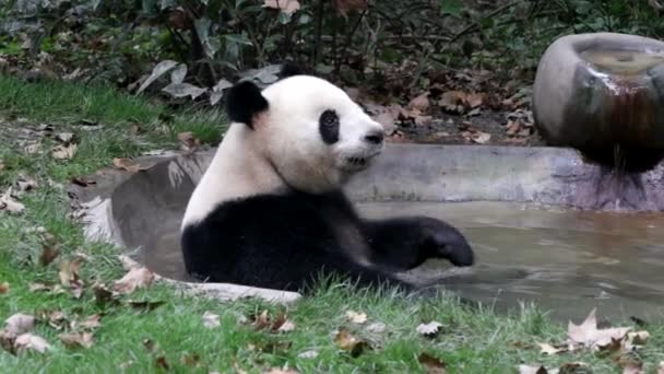 Panda Esponjoso Jugando Agua Estanque Chengdu Panda Base China — Vídeos de Stock