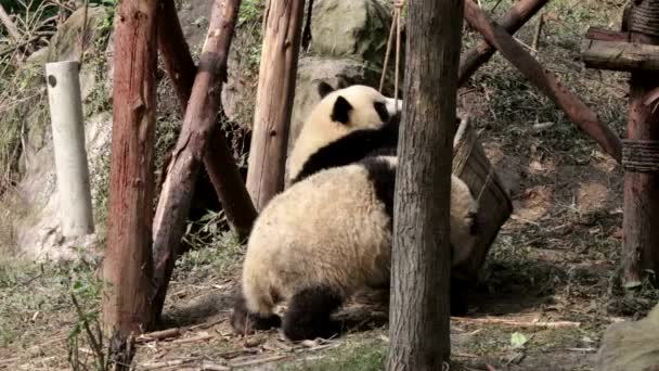 Две Милые Панды Детской Площадке База Чэнду Панда Китай — стоковое видео