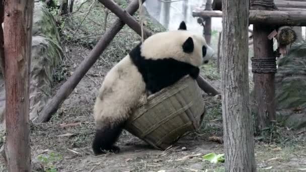 Little Panda Está Jugando Con Cesta Bambú Colgante Chengdu China — Vídeos de Stock