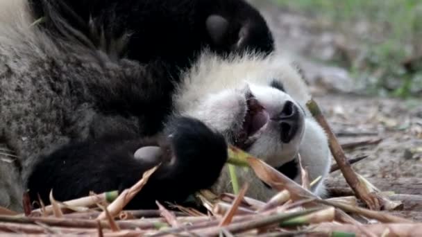 Detailní Záběr Panda Jíst Bambus Shoot Čína — Stock video