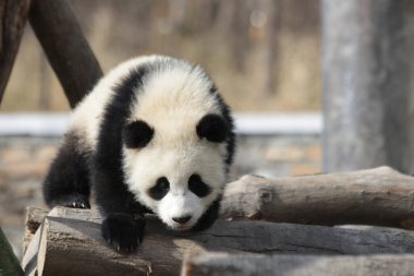 Little Panda, Wolong Dev Panda Doğa Koruma Alanı, Shenshuping, Çin