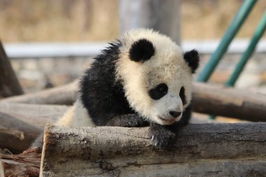 Little Panda, Wolong Dev Panda Doğa Koruma Alanı, Shenshuping, Çin