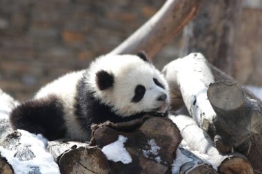 Cute Fluffy Baby Panda in the Snow, Wolong Giant Panda Nature Reserve, Shenshuping, China clipart