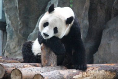 Ahşap kütüğün üzerinde Uyuyan Dev Panda, Şangay, Çin