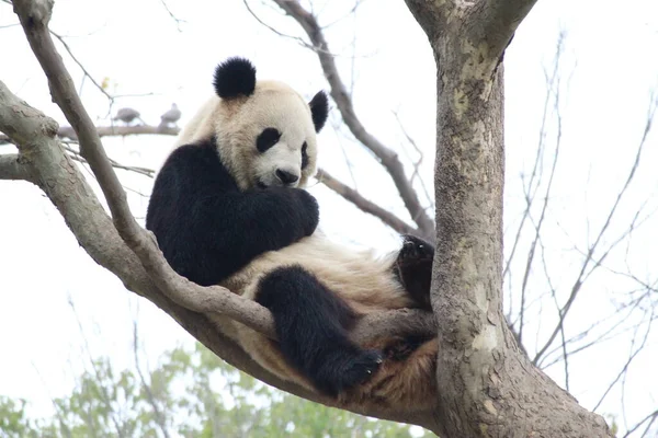 Panda Sur Arbre Shanghai Chine — Photo