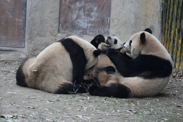 Panda Giganti Shanghai Cina — Foto Stock