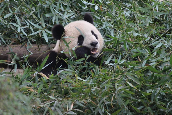 中国上海的熊猫 — 图库照片