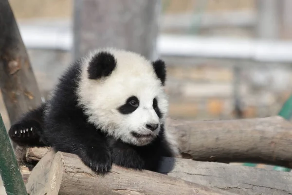 Oyun Bahçesindeki Küçük Bebek Panda Wolong Dev Panda Doğa Koruma — Stok fotoğraf