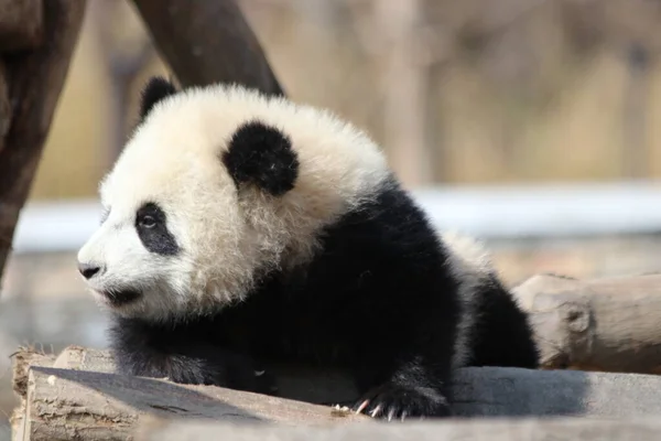 Schattig Pluizig Baby Pandje Speelplaats Wolong Giant Panda Natuurreservaat Shenshuping — Stockfoto