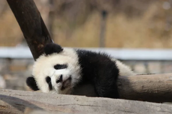 中国神州神州卧龙大熊猫自然保护区操场上可爱的毛绒绒小熊猫 — 图库照片