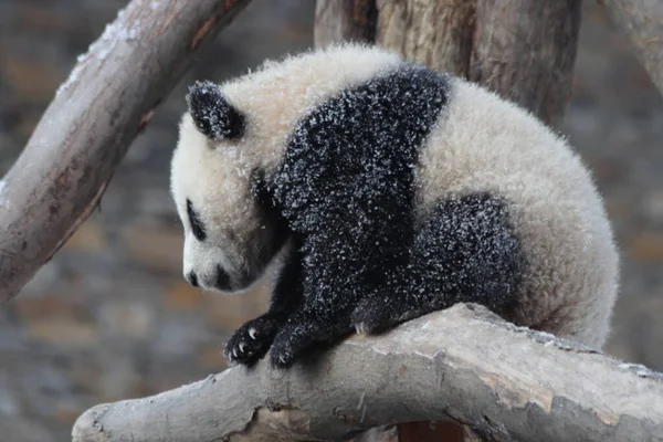 Little Cute Panda in the snow, autmn season, Wolong Giant Panda Nature Reserve, Shenshuping, China