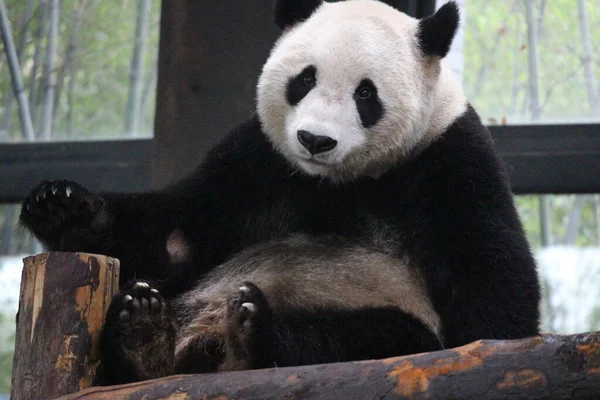 Obří Panda Číně — Stock fotografie
