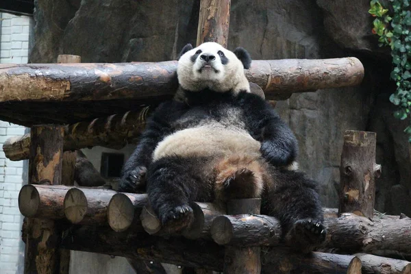 Lazy Chubby Panda Шанхае Китай — стоковое фото