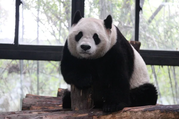 Pose Engraçada Panda Gigante Shanghai China — Fotografia de Stock