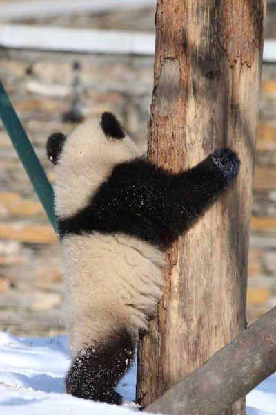 Pequeño Panda Bebé Sosteniendo Árbol Reserva Natural Gigante Del Panda — Foto de Stock