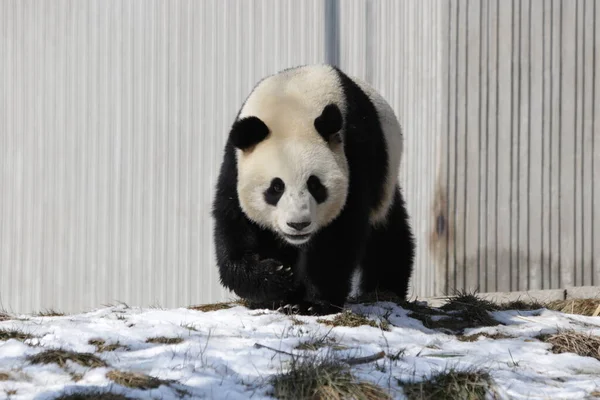 大熊猫在雪地中 卧龙大熊猫自然保护区 — 图库照片
