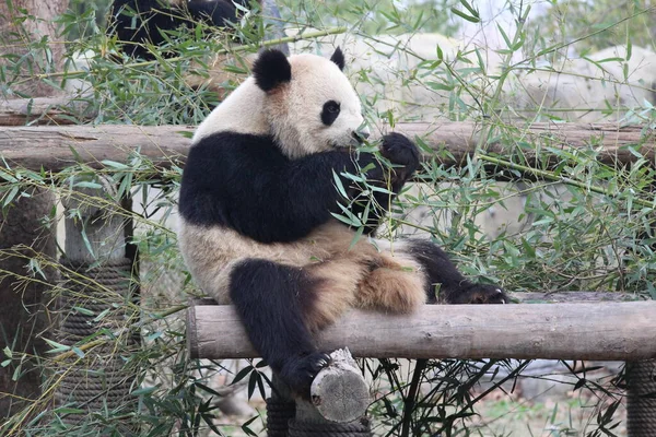 Panda Géant Mangeant Bambou Shanghai Chine — Photo