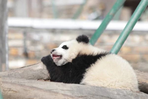 Pequeño Panda Bebé Patio Recreo Wolong Giant Panda Nature Reserve — Foto de Stock