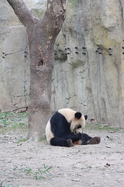 Panda Šanghaji Čína — Stock fotografie