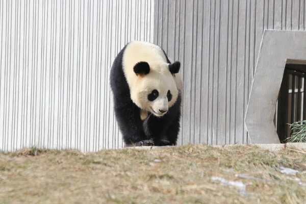 Close Panda Walking Yard Wolong Panda Base —  Fotos de Stock