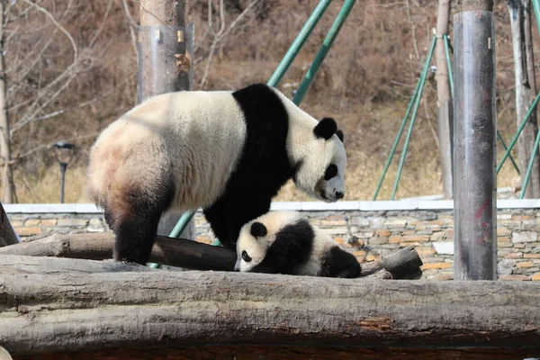Mother Panda Her Cub Wolong Giant Panda Nature Reserve Shenshuping — Stock Photo, Image