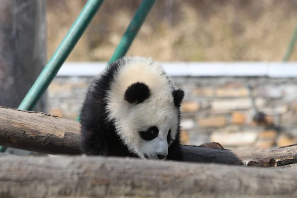 2008 Cute Fluffy Little Panda Playground Wolong Giant Panda Nature — 스톡 사진