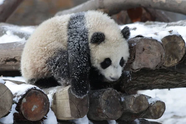 Little Cute Panda Sněhu Podzimní Sezóna Wolong Giant Panda Přírodní — Stock fotografie