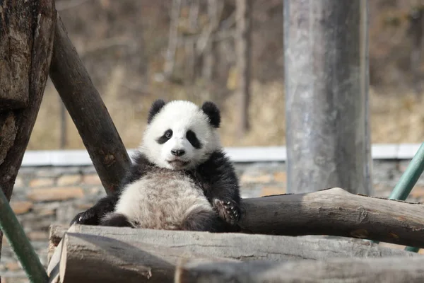Close up Little Panda , Wolong Giant Panda Nature Reserve, Shenshuping, China