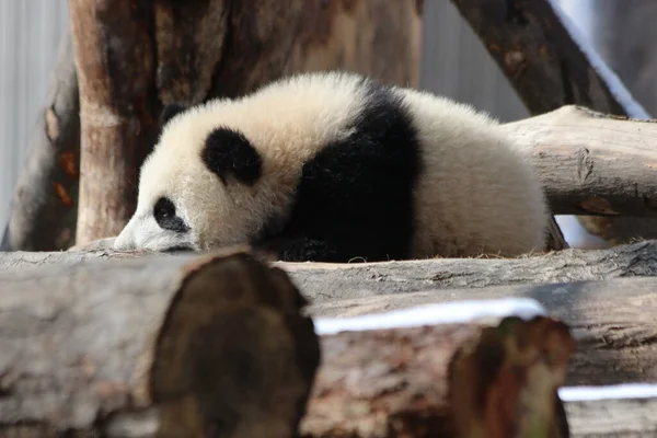 Mignon Petit Bébé Panda Moelleux Sur Aire Jeux Wolong Giant — Photo