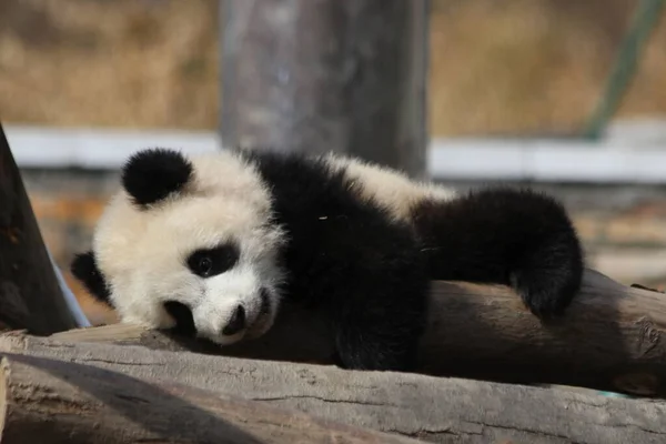 Close up Little Panda , Wolong Giant Panda Nature Reserve, Shenshuping, China
