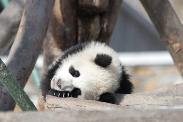 Sleeping Baby Panda Wolong Giant Panda Nature Reserve Shenshuping Chine — Photo