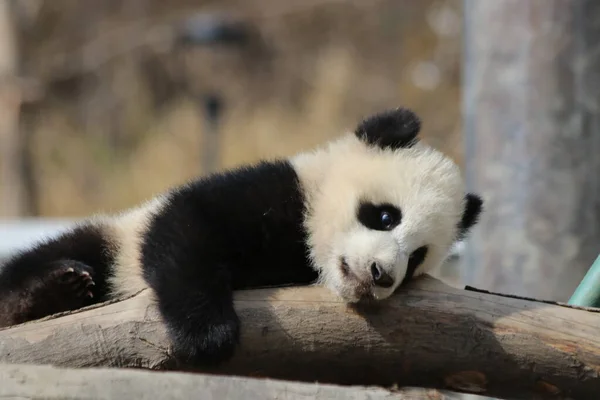 Cute Fluffy Little Baby Panda Placu Zabaw Wolong Giant Panda — Zdjęcie stockowe