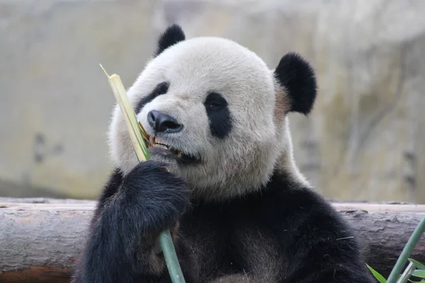 大熊猫吃竹子 中国上海 — 图库照片