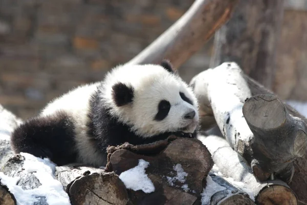 中国神州神州卧龙大熊猫自然保护区雪地里可爱的毛绒绒熊猫宝宝 — 图库照片