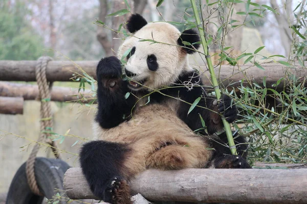 Giant Panda Eating Bamboo China — Stock Photo, Image