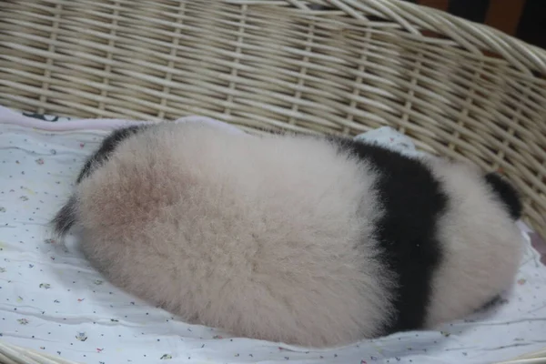 Baby Panda Dormindo Uma Cesta Chengdu Panda Base China — Fotografia de Stock