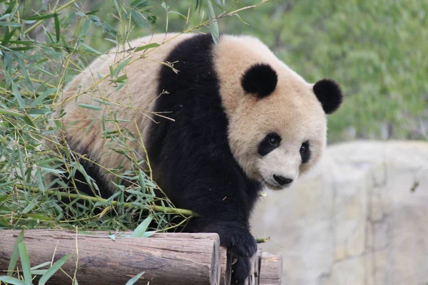 中国上海的大熊猫 — 图库照片