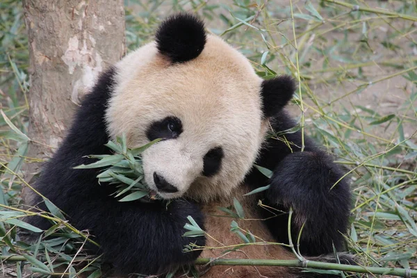 Pandas Gigantes Shanghai China — Fotografia de Stock