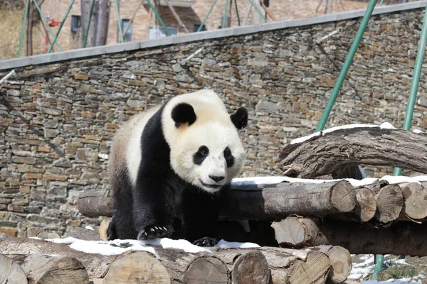 Happy Panda Yard China — Stock Photo, Image