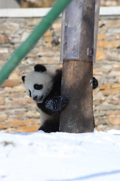 Pequeño Panda Bebé Sosteniendo Árbol Reserva Natural Gigante Del Panda —  Fotos de Stock