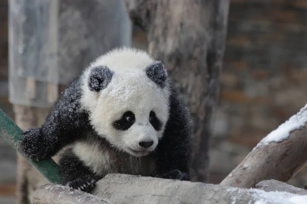 Pequeño Lindo Panda Nieve Temporada Autmn Wolong Giant Panda Nature —  Fotos de Stock