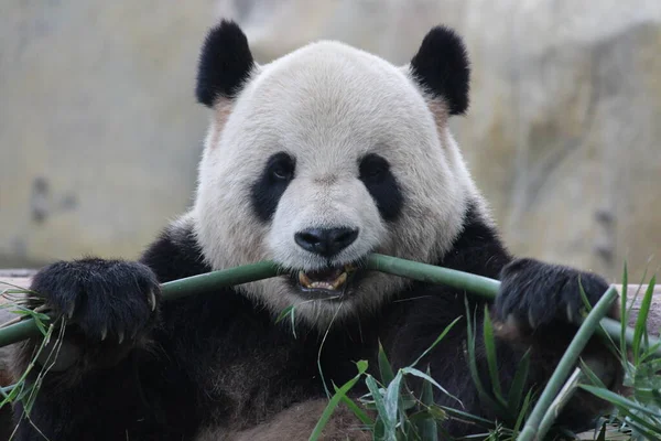 Großaufnahme Lustige Post Von Riesenpanda Beim Bambusessen Shanghai China — Stockfoto